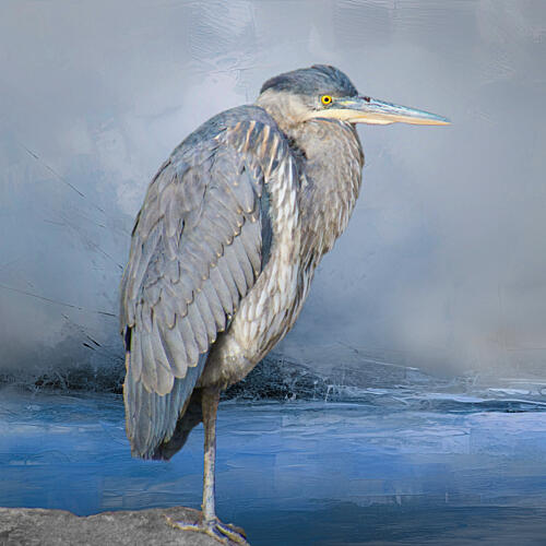 Great Blue Heron Art Print