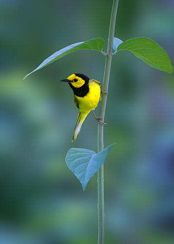 Bright Yellow Bird Art Print
