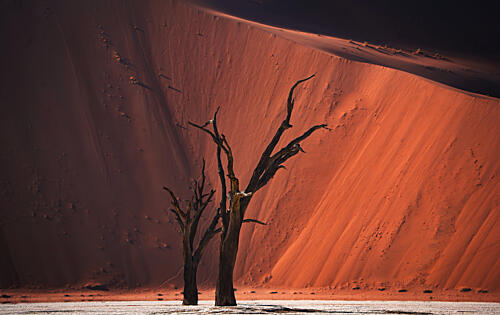Namib Desert Dead Trees Art Print