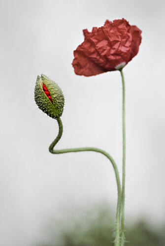 Poppy Budding Bloom Art Print