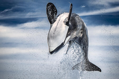 Breaching Orca Splash Art Print by Jo Gen