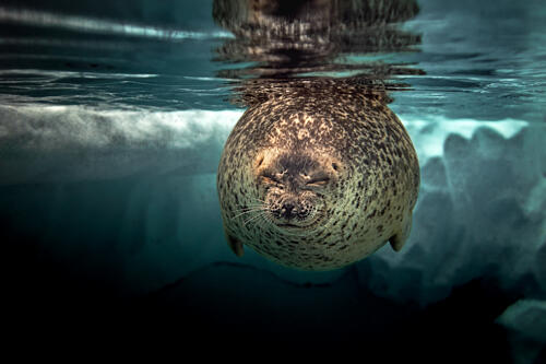 Sleepy Arctic Seal Art Print