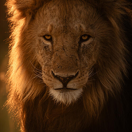 Golden Lion Gaze Art Print