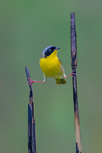 Alert Yellow Warbler Art Print