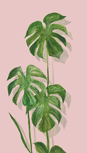 Green Monstera Pink Shadows Art Print