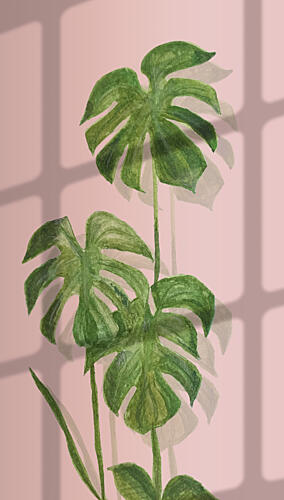 Tropical Monstera Shadows Art Print