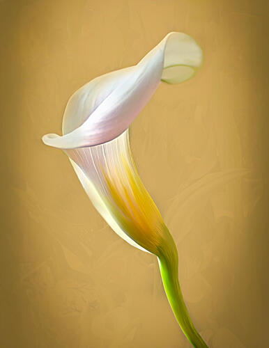 Elegant Calla Lily Art Print by Terry Pilitzer