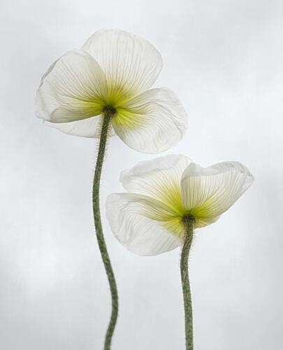 White Poppy Stems Art Print
