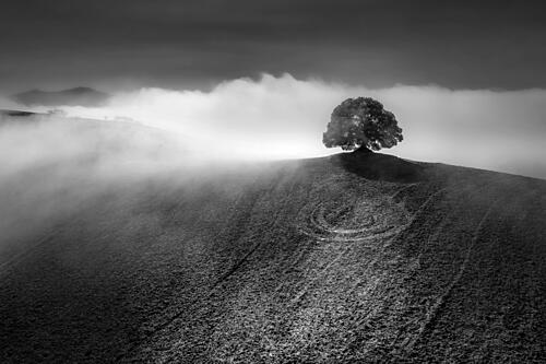 Tree on a Foggy Hill Art Print