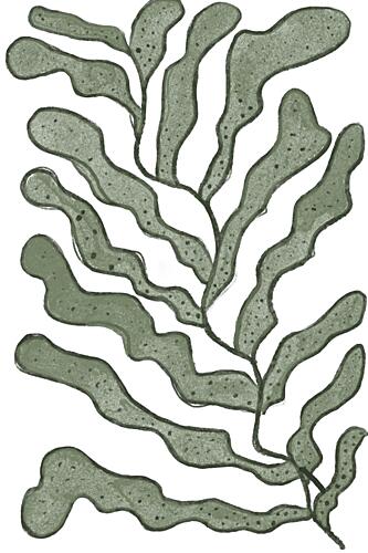 Sea Plants Art Print