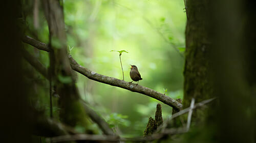 Singing Forest Bird Art Print