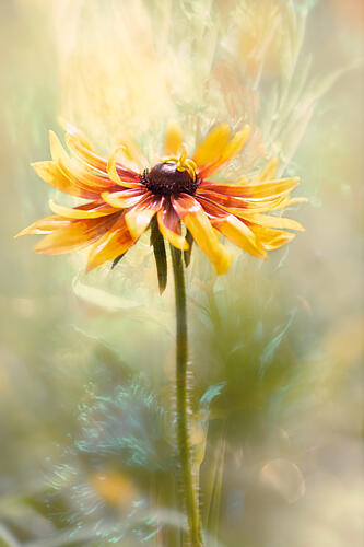 Golden Glow Flower Art Print by Michelle Newport
