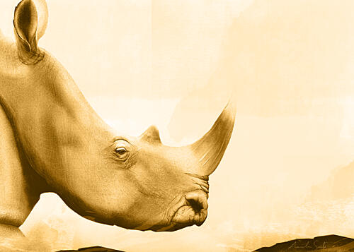 Majestic Golden Rhino Art Print