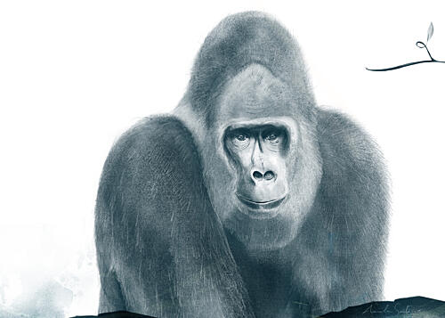 Silverback Gorilla Gaze Art Print