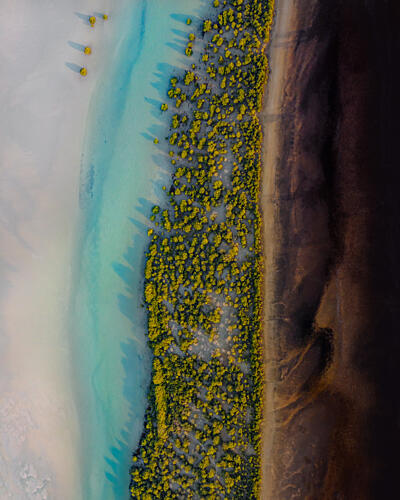Tropical Mangrove Coastline Art Print