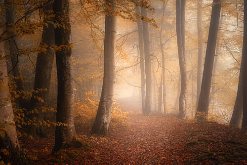 Misty Autumn Forest Path Art Print