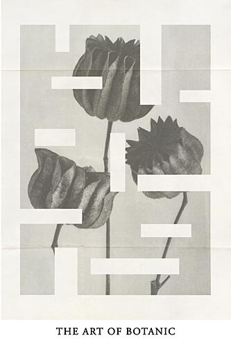 The Art of Botanic No.1 Art Print