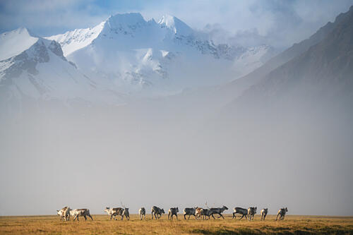 Reindeer in Misty Mountains Art Print