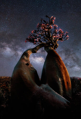 Desert Rose under Stars Art Print