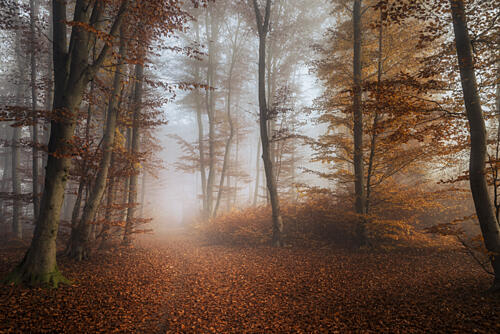 Misty Forest Path Art Print