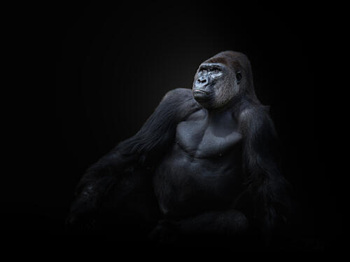 Powerful Silverback Gorilla Art Print