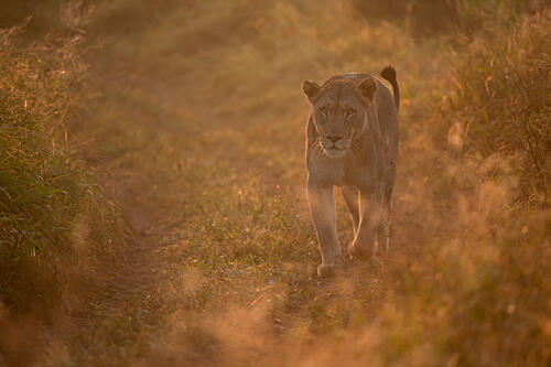 Golden Hour Lioness Walk Art Print