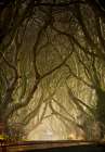 Entwined Art Print