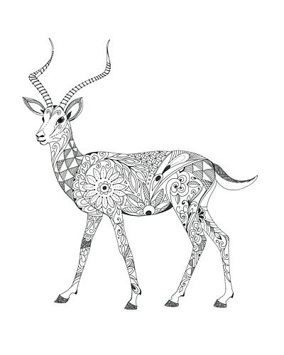 Antelope Art Print
