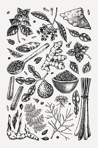 Aromatic Herbs and Spices Art Print by Yevheniia Lytvynovych