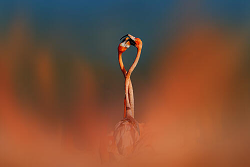 Flamingos in Love Art Print by Rob Li