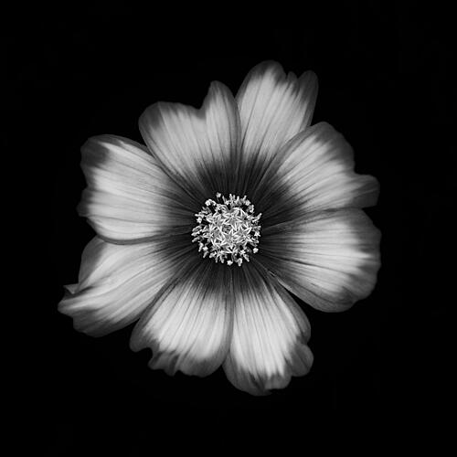 Black and White Cosmos Bloom Art Print