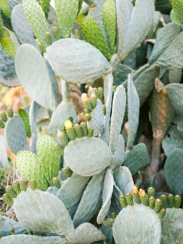 Soft Green Cacti of Mallorca Art Print