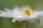 White Anemone Art Print