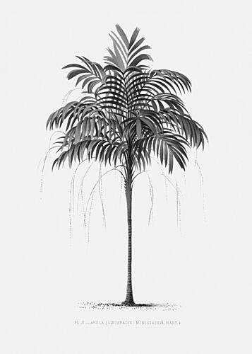 Palm Vintage Art Print