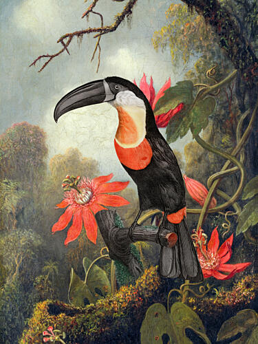Vibrant Jungle Toucan Art Print
