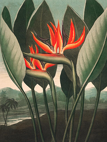 The QueenPlant from the Temple of Flora 1807 Art Print