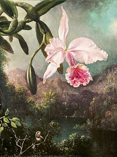 Orchid Blossoms 1873 Art Print