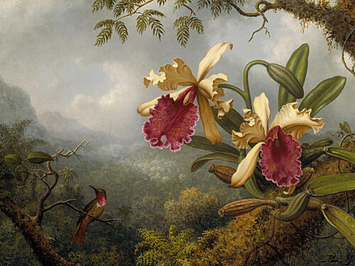 Orchids and Hummingbird - Martin Johnson Heade Art Print