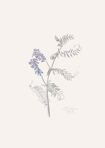 Purple Vetch Drawing Art Print