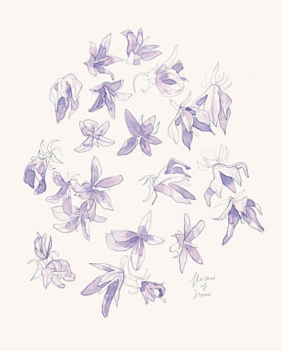Delicate Purple Blooms Art Print