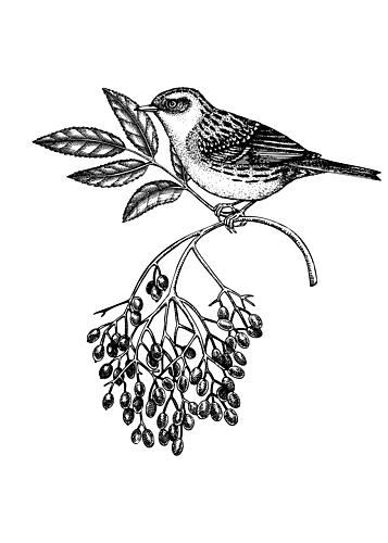 Vintage Songbird on Branch Art Print