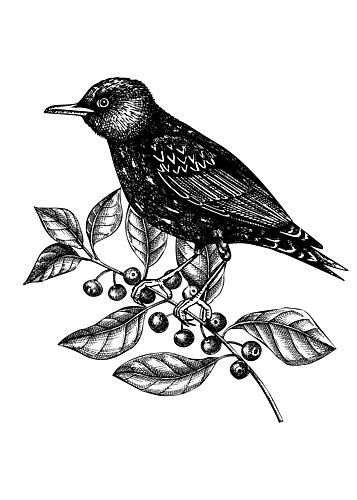 Vintage Bird on Berry Branch Art Print