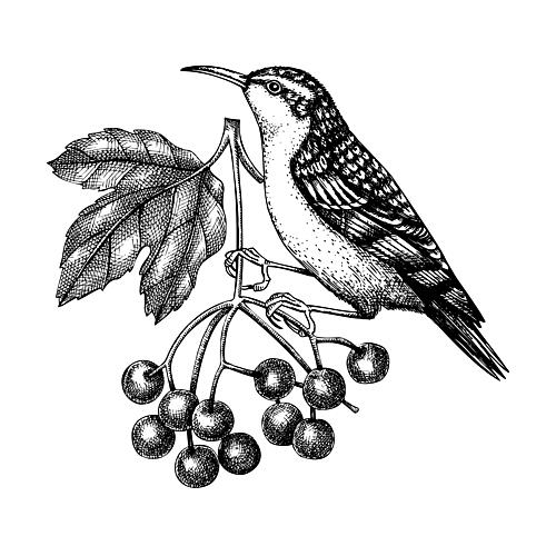 Forest Bird and Berries Art Print