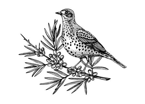 Spotted Bird on Berries Art Print