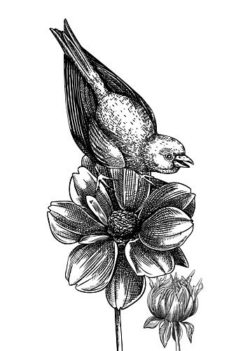 Bird on Bloom Art Print