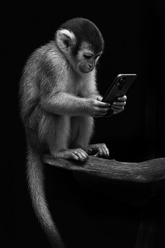 Curious Monkey Phone Art Print