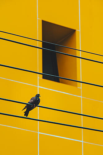 Pigeon on Yellow Wall Art Print by Soman