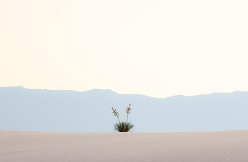 Minimal Desert Yucca Plant Art Print