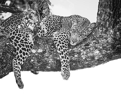 Serene Leopard Gaze Art Print