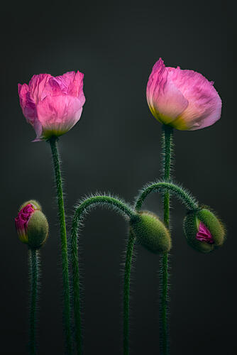 Pink Poppies and Buds Art Print